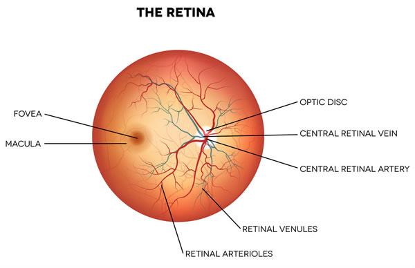 Optical Eyelusions | The Retina